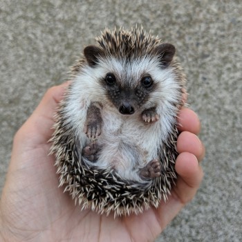 Available | West Coast Hedgehogs