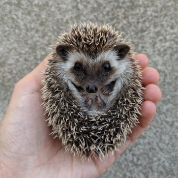 Available | West Coast Hedgehogs